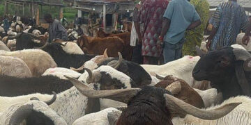 Eid: Ram Prices Surge Amid Insecurity, Low Supply