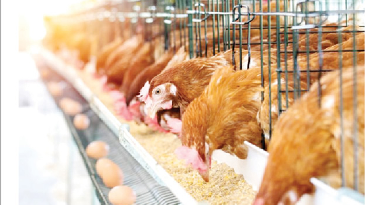 Nigeria-China $900 Million Deal: Poultry Farmers Beg FG to Support Local Production