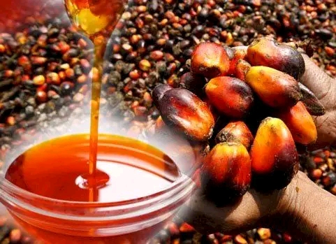 Nigeria Targets Palm Oil Self-Sufficiency by 2050, Eyes Global Market Expansion