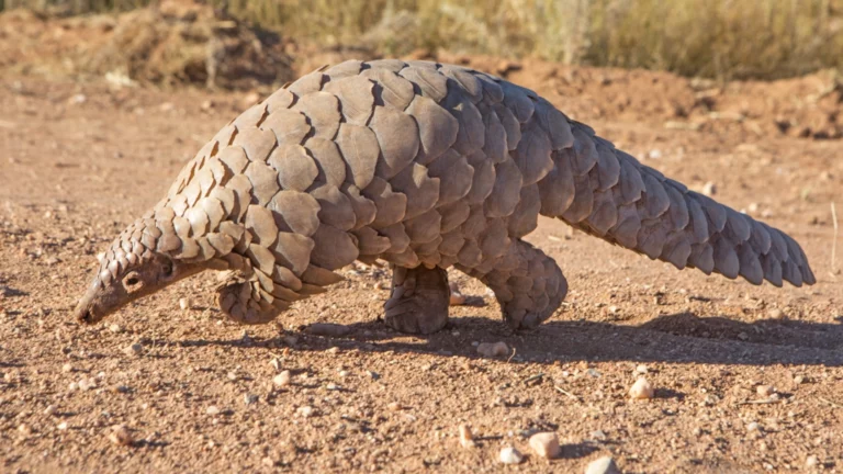 Customs Intercepts Pangolin Traffickers in Kano